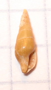 Mitrella minor